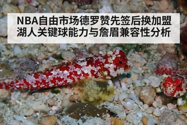 NBA自由市场德罗赞先签后换加盟湖人关键球能力与詹眉兼容性分析
